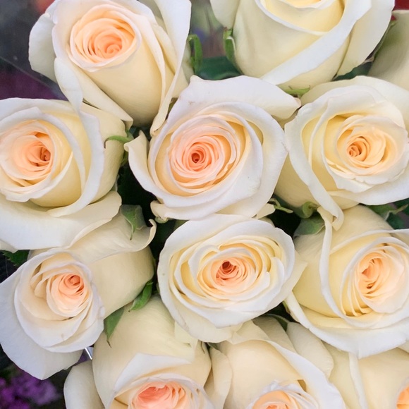 Meet your Posher, Tora - Picture 1 of 1